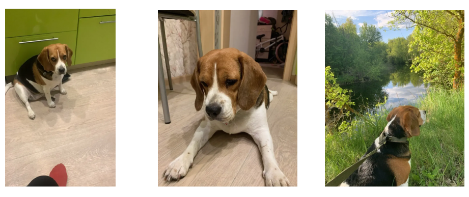 The same beagle photographed indoors and outdoors, at different distances and on different backgrounds.