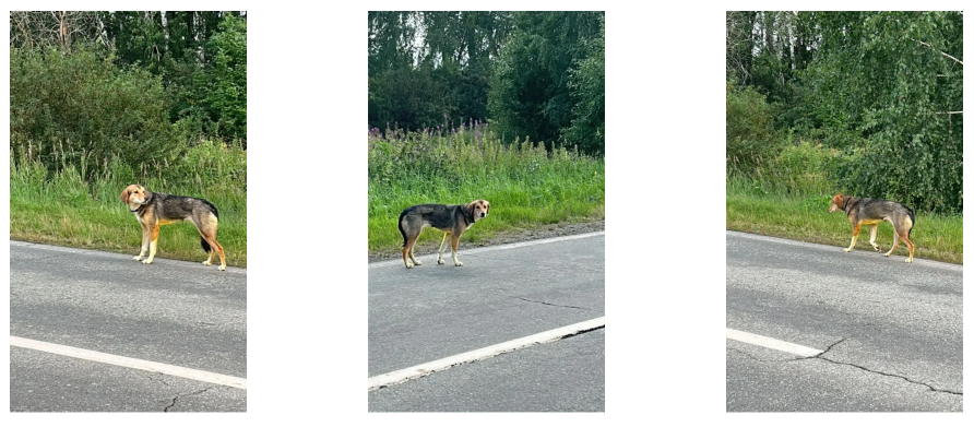 A found dog photographed from a distance at the roadside in three frames.